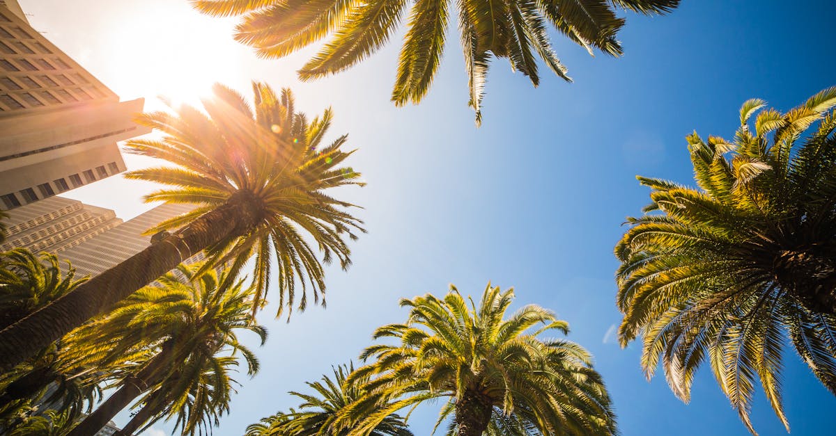 Palm trees and modern healthcare building in Florida